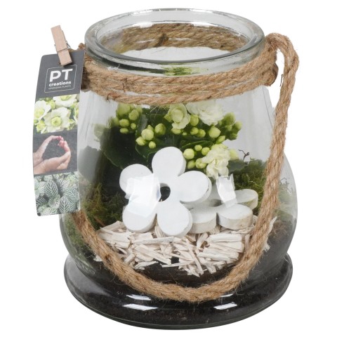 <h4>PTIG6841 Arrangementen kamerplanten</h4>