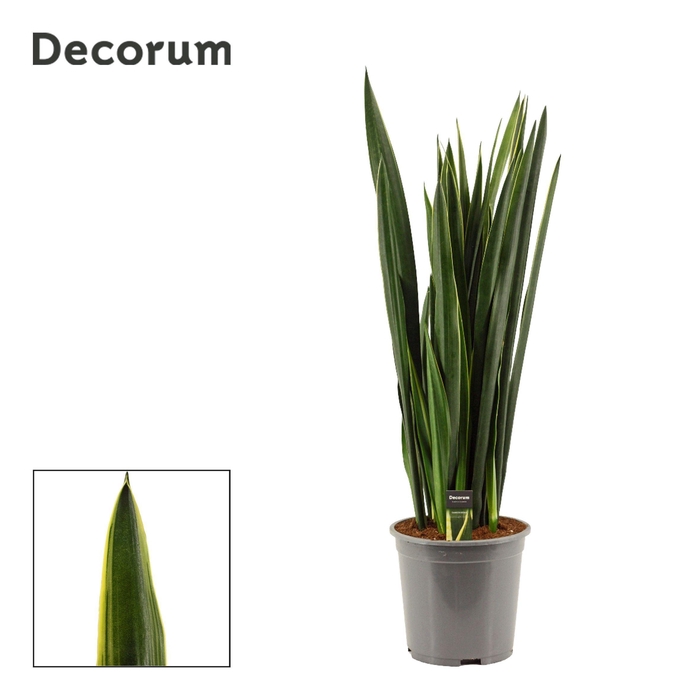 <h4>Sansevieria Black Coral Gold Edge 27 cm (Decorum)</h4>