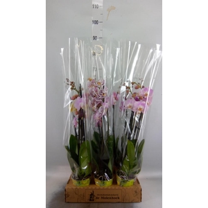 Phalaenopsis   ...mix  4