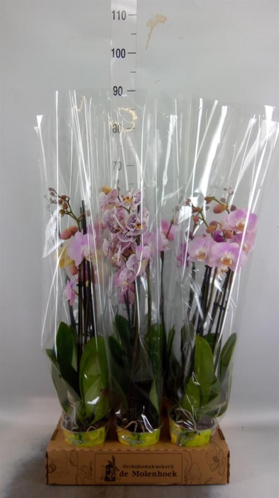 <h4>Phalaenopsis   ...mix  4</h4>