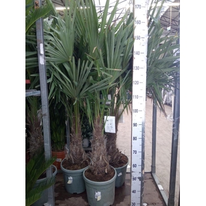 Trachycarpus fortunei