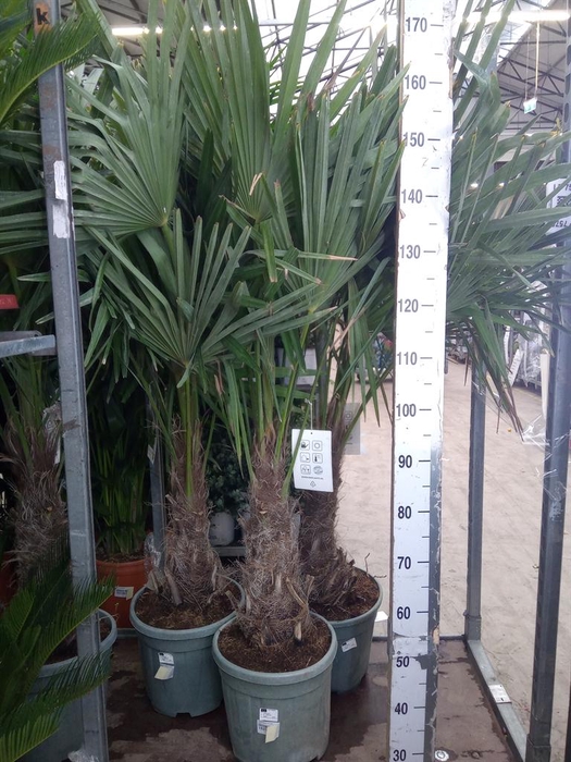 <h4>Trachycarpus fortunei</h4>