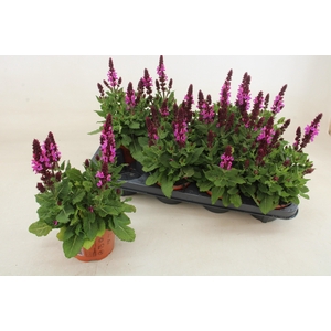 SALVIA S ROSE MARVEL