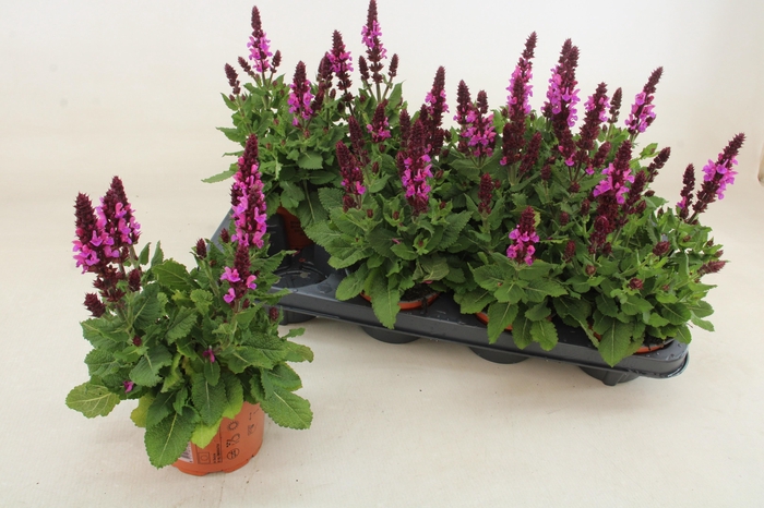 <h4>SALVIA S ROSE MARVEL</h4>