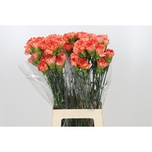 Dianthus St Kalimero