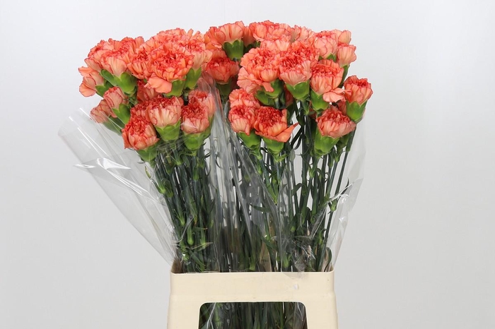 <h4>Dianthus St Kalimero</h4>