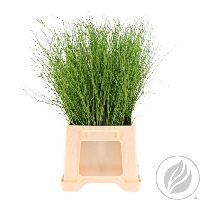 <h4>Birch 70cm Light Green</h4>