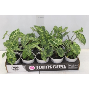 CALADIUM HILO BEAUTY P12