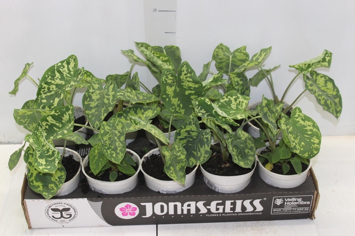 <h4>CALADIUM HILO BEAUTY P12</h4>