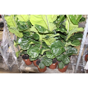 FICUS LYRATA P24