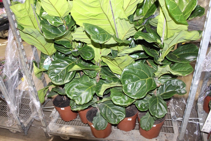 <h4>FICUS LYRATA P24</h4>