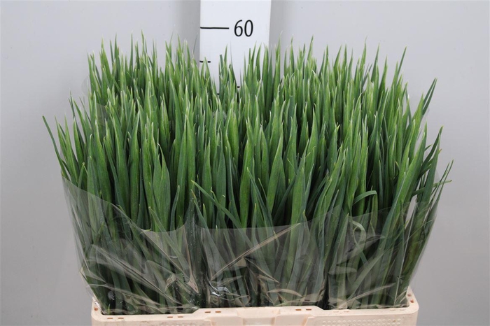 <h4>Iris Blue Magic</h4>