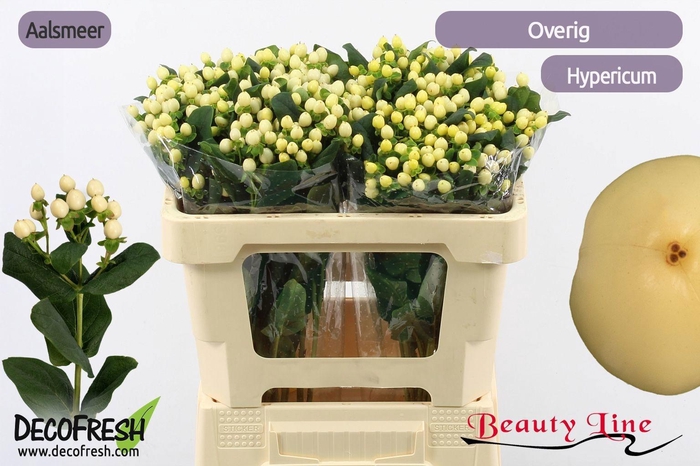 <h4>HYP BRISK VANILLA</h4>