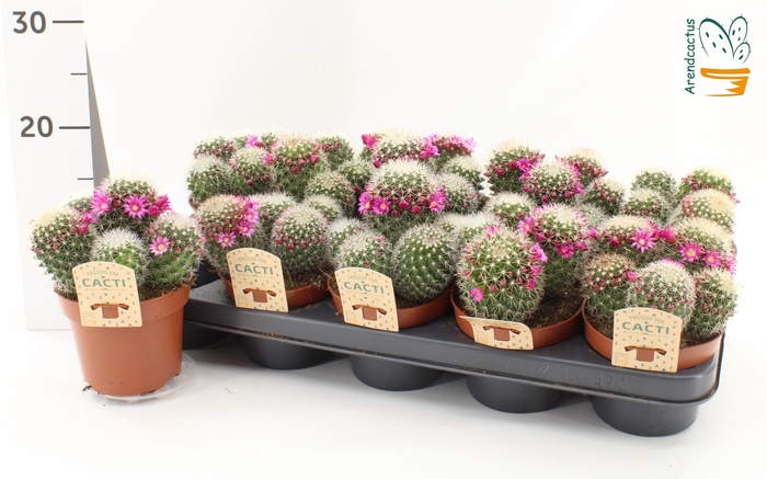 <h4>CACTUS BLOEIEND</h4>