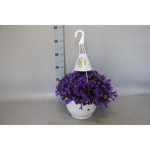 Hangpotten 27cm Campanula