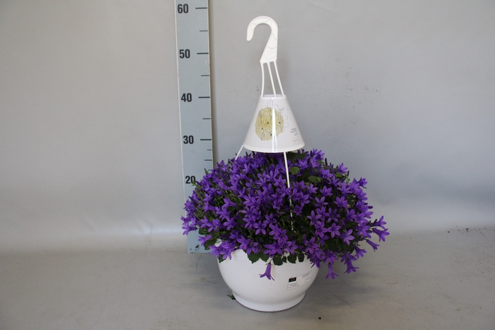 <h4>Hangpotten 27cm Campanula</h4>