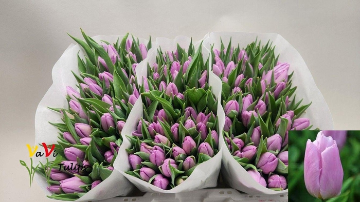 <h4>TU EN CANDY PRINCE</h4>