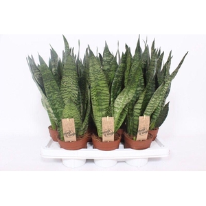 Sansevieria zeylanica compacta