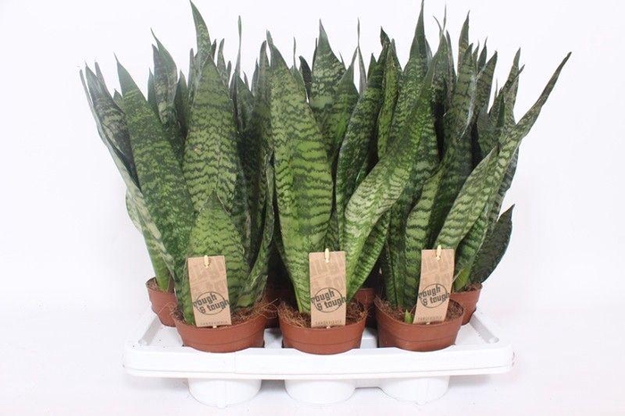 <h4>Sansevieria zeylanica compacta</h4>