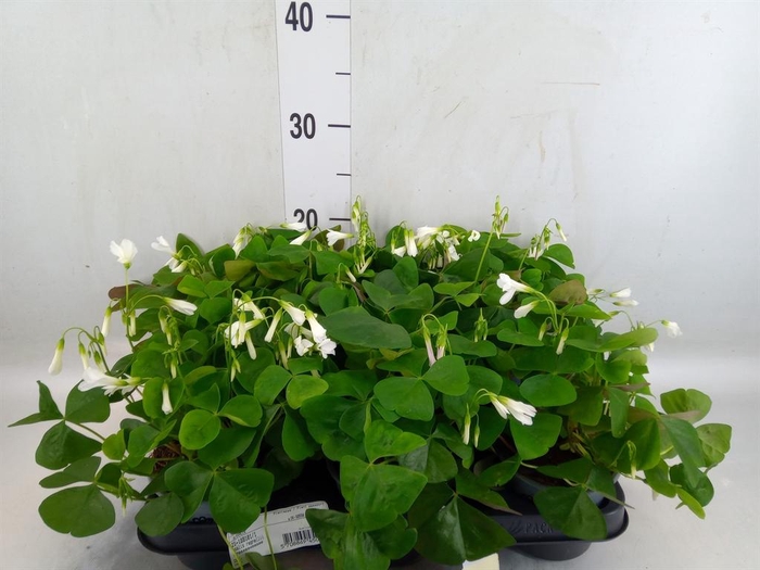 <h4>Oxalis   ...</h4>