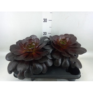 xSemponium  'Destiny'