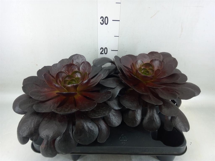 <h4>xSemponium  'Destiny'</h4>