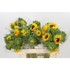 Helianthus Orange Fire