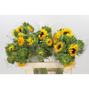 Helianthus Orange Fire