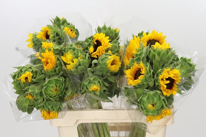 <h4>Helianthus Orange Fire</h4>