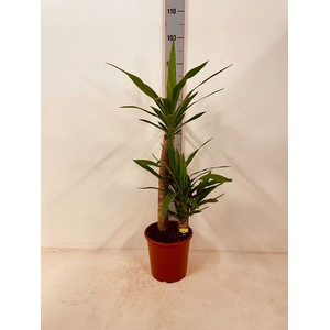 YUC ELEPHANTIPES