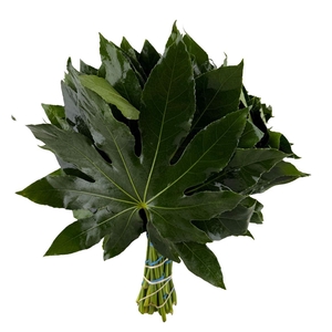 Aralia 30cm