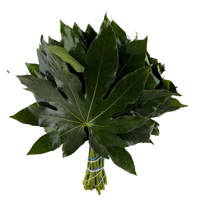 <h4>Aralia 30cm</h4>