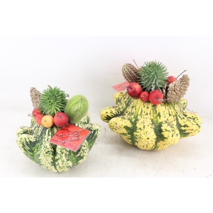 arr4 Sierfruit GB - Ster pompoen x2