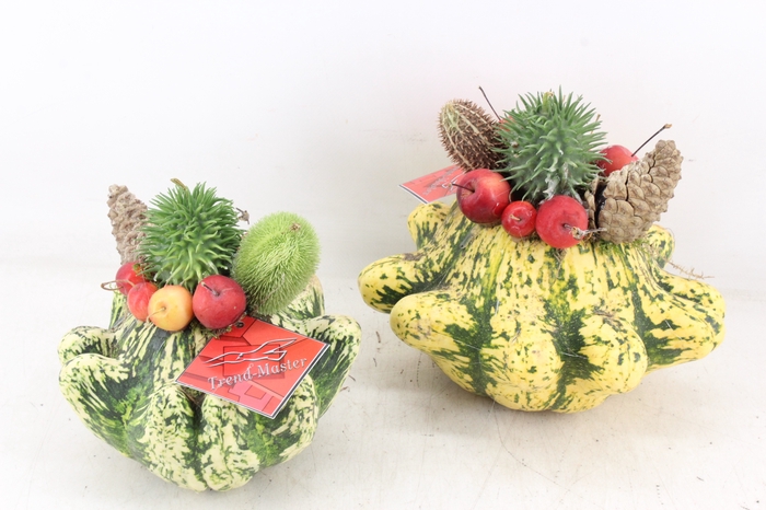<h4>arr4 Sierfruit GB - Ster pompoen x2</h4>