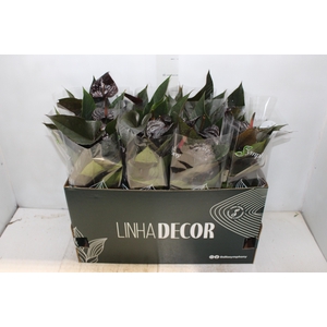 ANTHURIUM BEAUTY BLACK P15