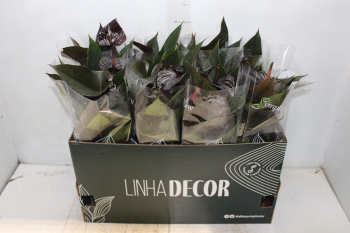 <h4>ANTHURIUM BEAUTY BLACK P15</h4>
