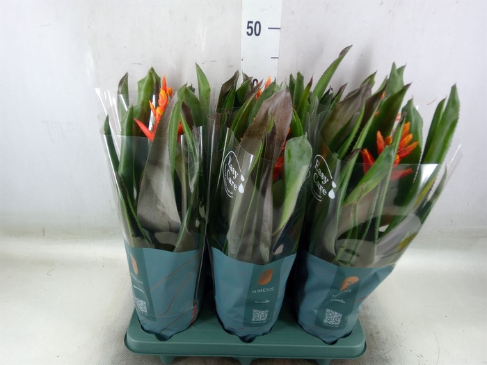 <h4>Aechmea  'Pepita Elegant Flames'</h4>