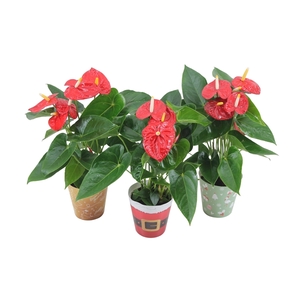 Anthurium XL.10 Mauii Red 12cm in verschillende kerstcovers