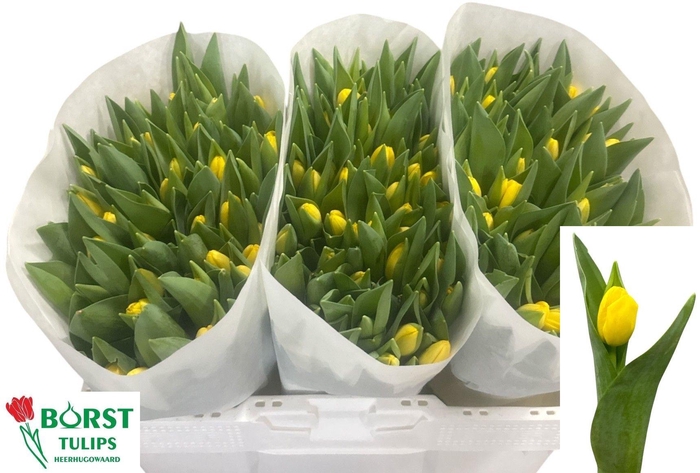 <h4>TU EN NOVI SUN</h4>