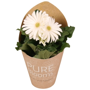 Gerbera wit 2+ bl12 cm in Pure Blooms draagtas eco