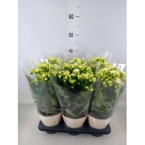 Kalanchoe  'Sunny White'