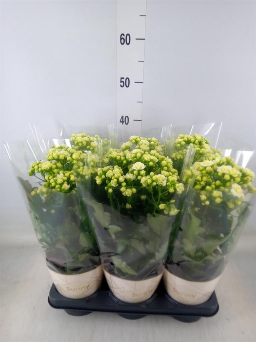 <h4>Kalanchoe  'Sunny White'</h4>