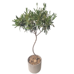 Arr.   Tuinplanten H%