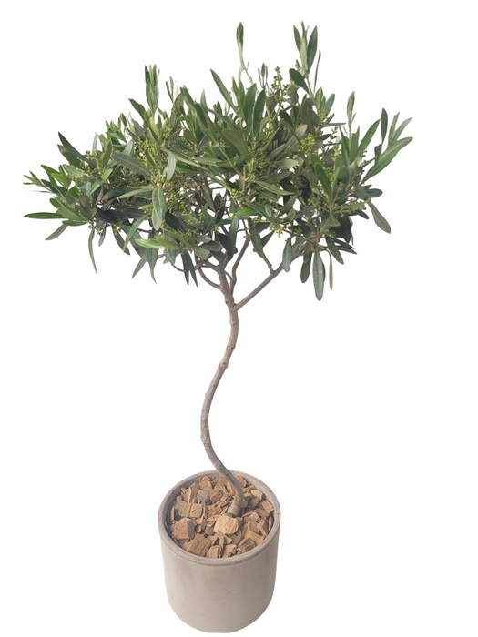 <h4>Arr.   Tuinplanten H%</h4>