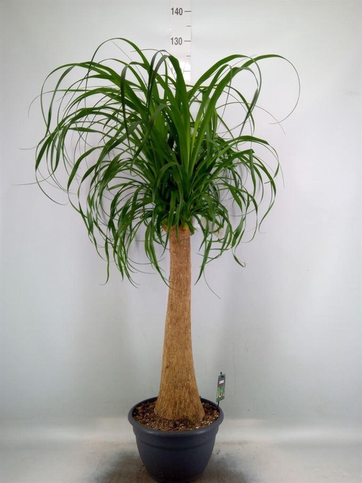 <h4>Beaucarnea recurvata</h4>