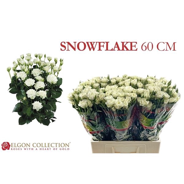 <h4>Rosa TR 'Snowflake'</h4>