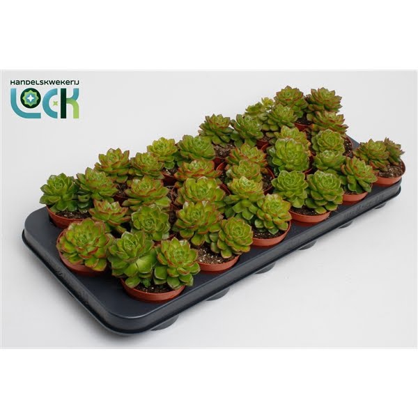 <h4>Echeveria Afines</h4>