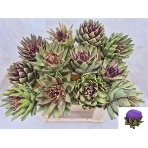 Cynara Sc Green Glob Rauw