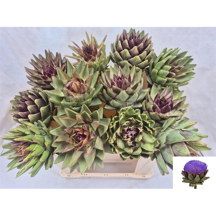 <h4>Cynara Sc Green Glob Rauw</h4>