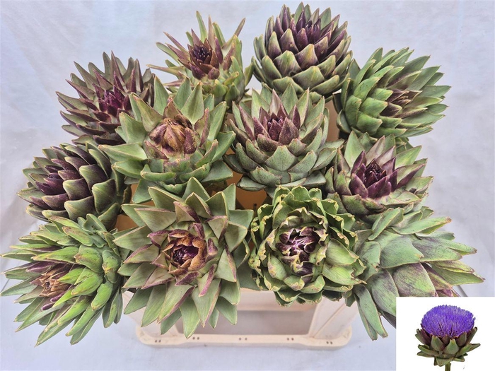 <h4>Cynara Sc Green Glob Rauw</h4>